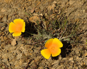 2008-03-31_49 California Poppy Cropped TN.jpg - 46931 Bytes